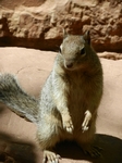Zion Park.Erdh&ouml;rnchen