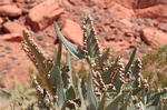 Valley of Fire