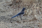 Sequoia NP
