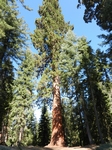 Sequoia NP