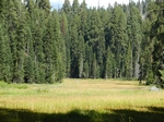 Sequoia NP
