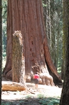 Sequoia NP