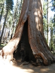 Sequoia NP