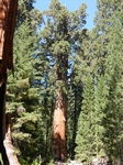 Sequoia NP