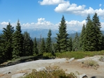 Sequoia NP