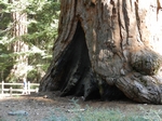 Sequoia NP