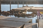 San Francisco.Pier 39