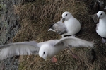 Bei Hvitserkur
