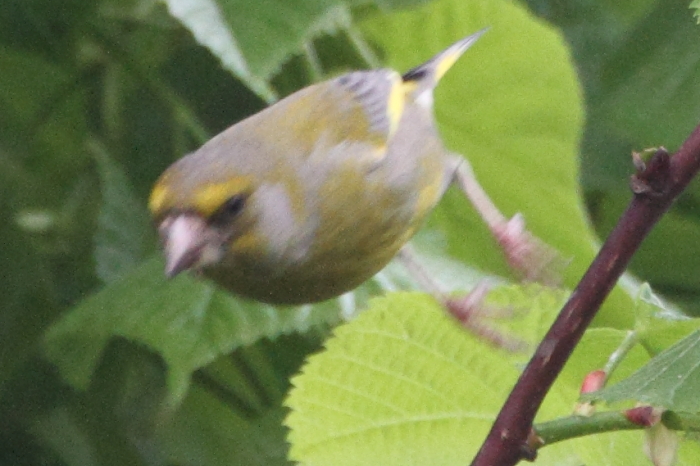 Gr&uuml;nfink_6402