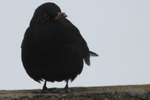 Amsel_3
