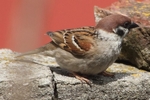 Feldsperling_4626