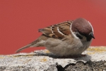 Feldsperling_4627