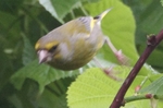 Gr&uuml;nfink_6402
