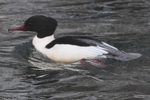 G&auml;nses&auml;ger_6122