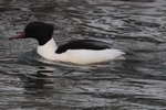 G&auml;nses&auml;ger_6125