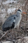 Graureiher_6134