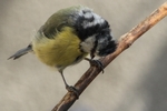 Blaumeise_5564