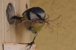 Blaumeise_6275