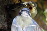 Blaumeise_7258