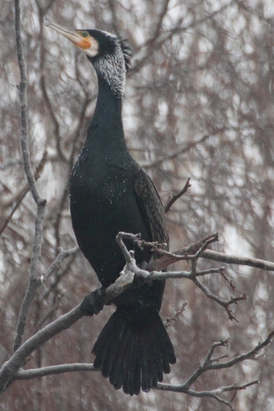 Kormoran_6048