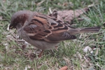 Haussperling_1