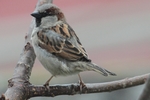 Haussperling_4340