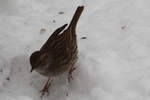 Heckenbraunelle_4