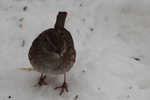 Heckenbraunelle_6