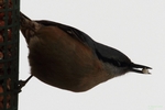 Kleiber_2