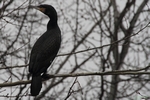 Kormoran_1
