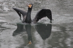 Kormoran_6081