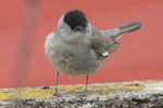 M&ouml;nchsgrasm&uuml;cke_4393