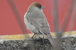 M&ouml;nchsgrasm&uuml;cke_4597