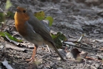 Rotkehlchen_6187