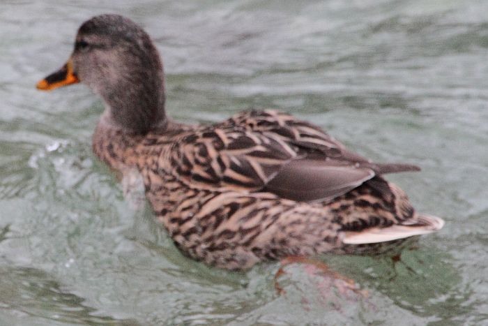 Stockente_2204