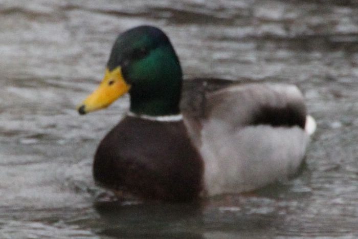 Stockente_2205