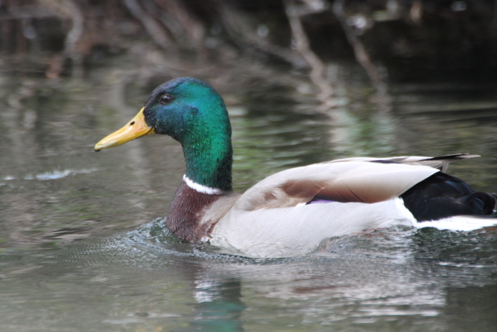 Stockente_6262