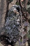 Schwanzmeise_6188