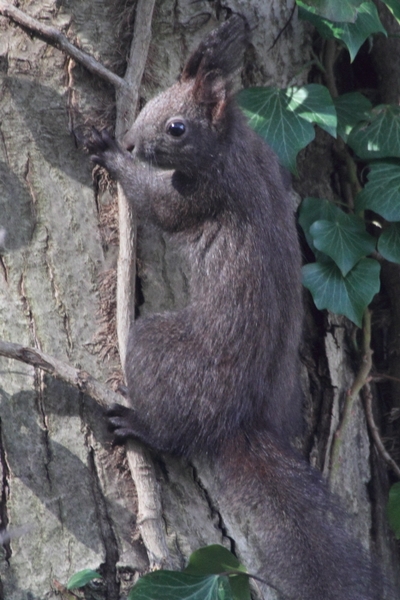 Eichh&ouml;rnchen_6223