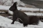 Eichh&ouml;rnchen_2195
