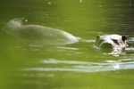 Fischotter_6452