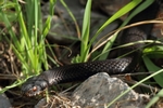 Kreuzotter_5029