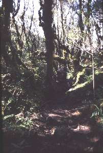 Im Regenwald