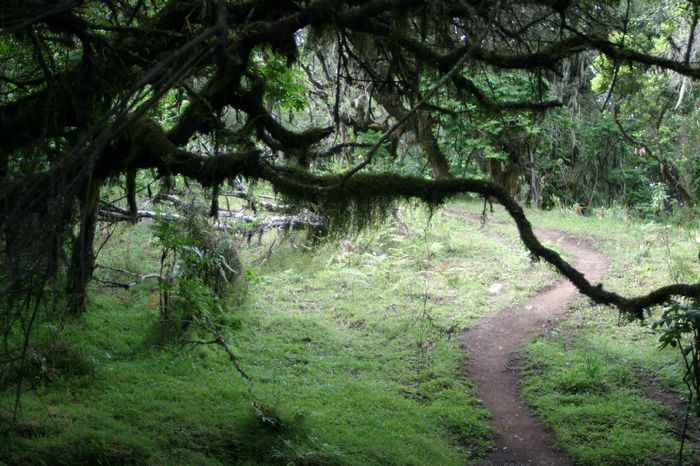 Weg im Regenwald