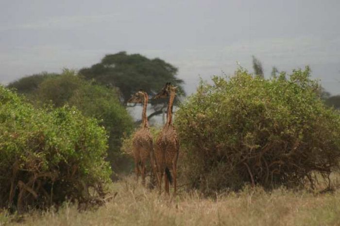 Amboseli NP