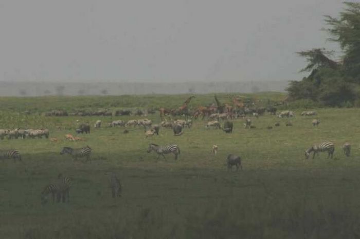 Amboseli NP
