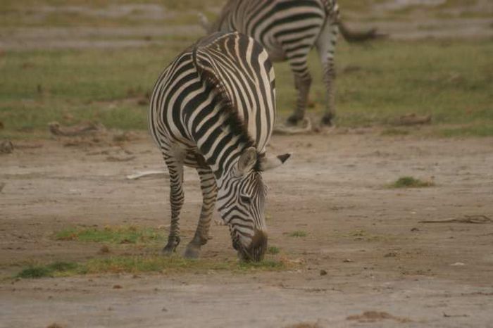 Amboseli NP