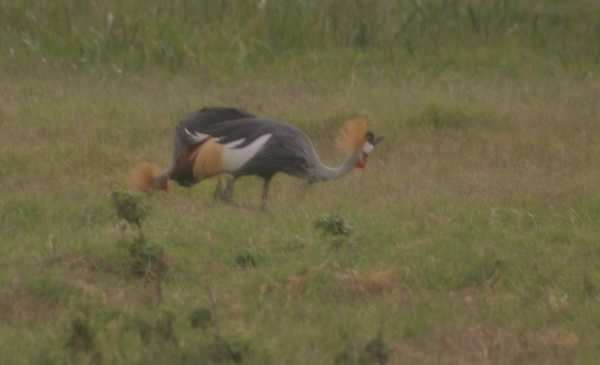 Amboseli NP