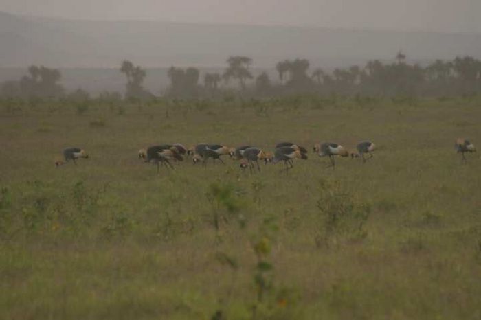 Amboseli NP