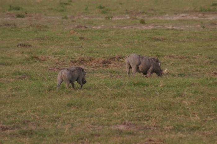 Amboseli NP